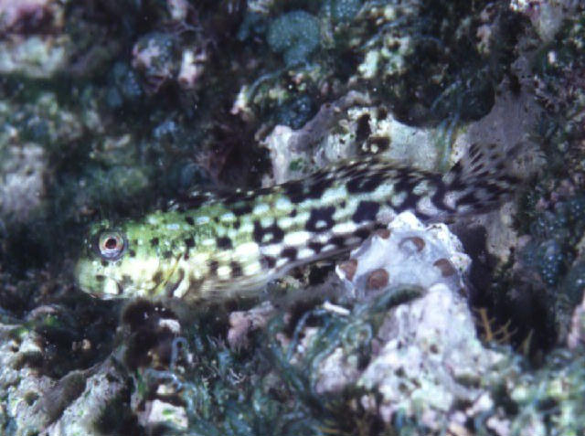 Entomacrodus decussatus